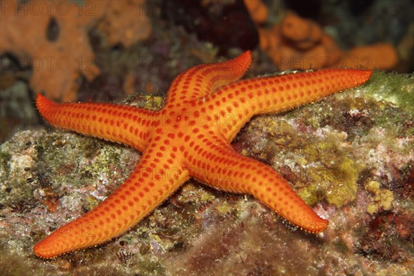 Orange starfish