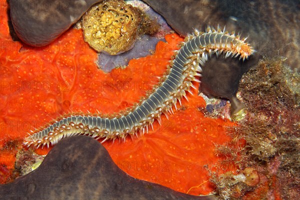 Bearded fireworm or fireworm (Hermodice carunculata)