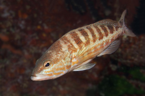 Comber (Serranus cabrilla)