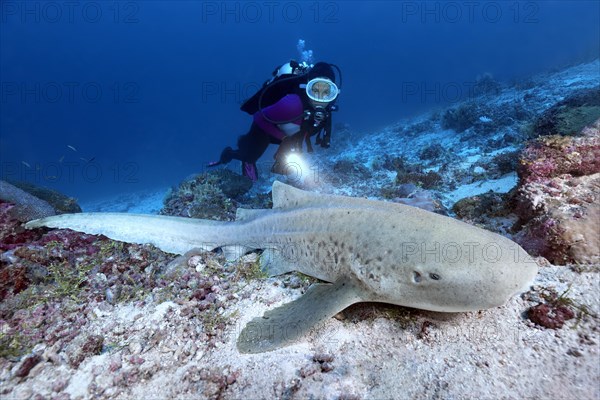 Diver observes zebra shark (Stegostoma fasciatum)