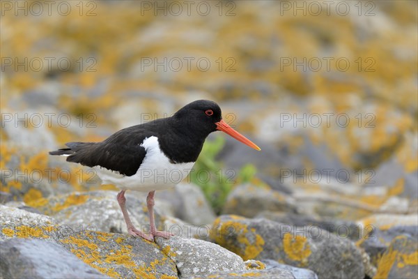 Eurasian oystercatcher (Haematopus ostralegus)