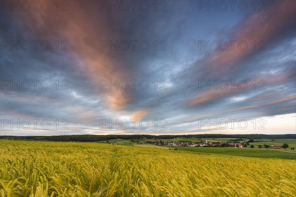 Cornfield with cloudy sky