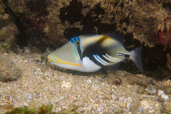 Blackbar triggerfish (Rhinecanthus aculeatus)