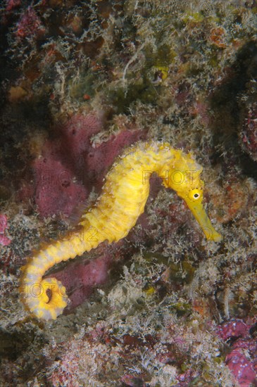 Yellow sea horse