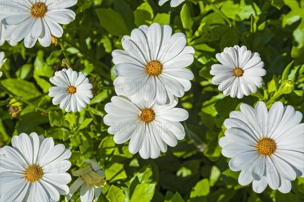 White African daisies (Osteospermum) blooming in Bavaria