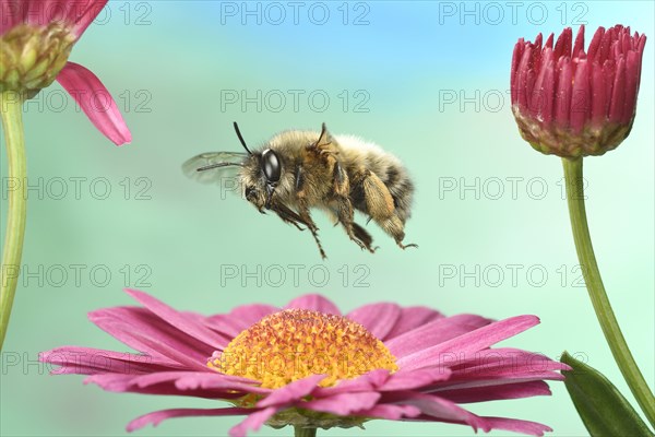 Hairy-Footed Flower Bee (Anthophora plumipes) in flight on a marguerite (Leucanthemum)