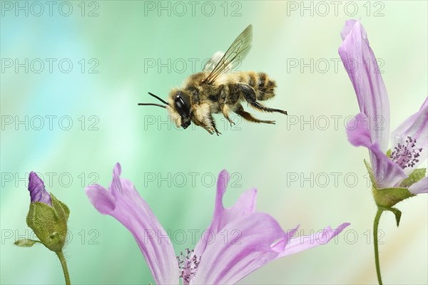 Large Willughby's Leafcutter (Megachile willughbiella) in flight on the flower of Common chicory (Cichorium intybus)