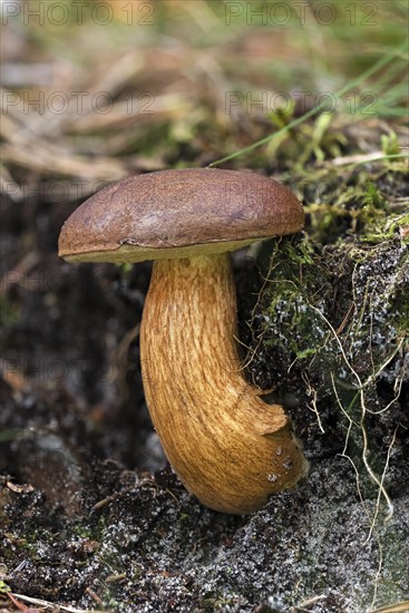 Bay bolete (Imleria badia)