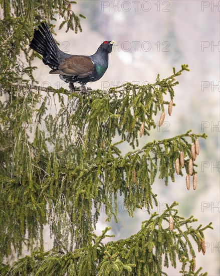 Western capercaillie (Tetrao urogallus) is performing courtship display in a Spruce (Picea)