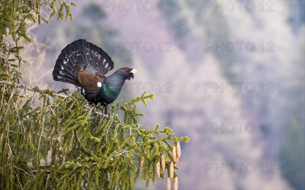 Western capercaillie (Tetrao urogallus) is performing courtship display in a Spruce (Picea)