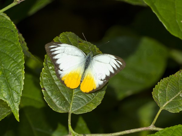 Orange Gull (Cepora aspasia)