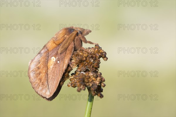 Drinker (Euthrix potatoria)