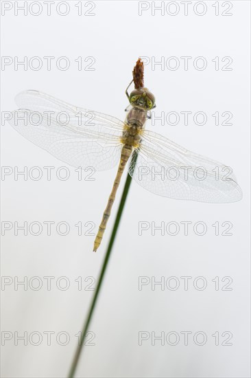 Newly hatched vagrant darter (Sympetrum vulgatum) against white background