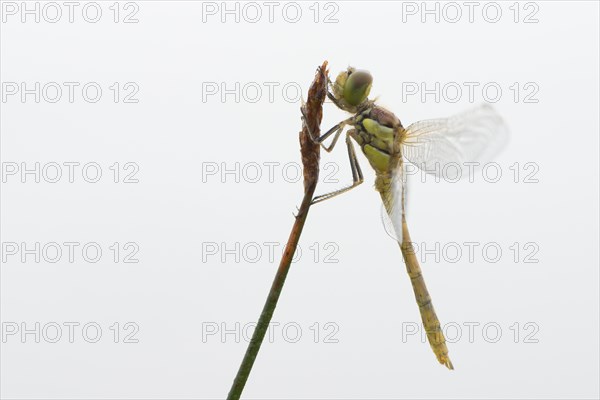 Newly hatched vagrant darter (Sympetrum vulgatum) against white background