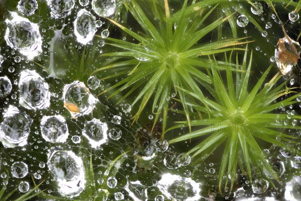 Common haircop moss (Polytrichum commune)