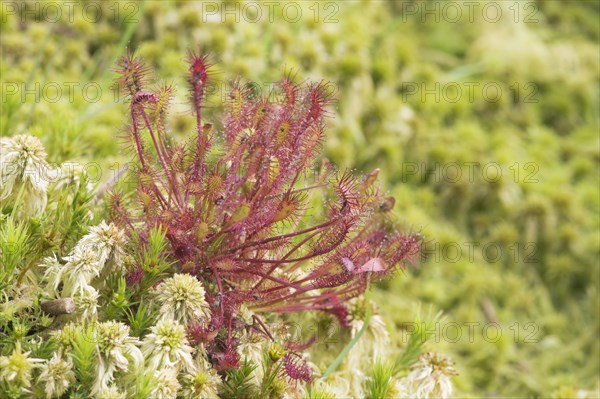 Spoonleaf sundew (Drosera intermedia)