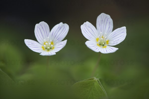 Wood Sorrel (Oxalis acetosella)