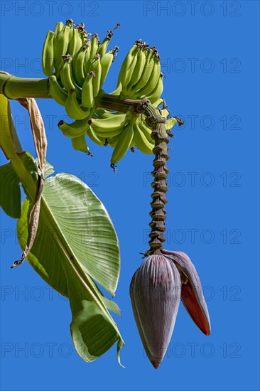 Banana (Musa ensete)