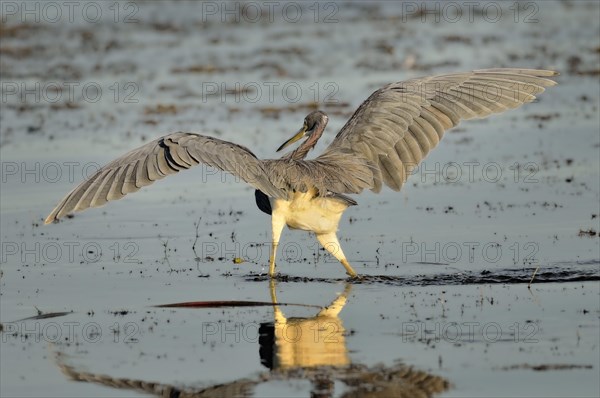 Tricolored Heron (egretta tricolor) in water with spread wing