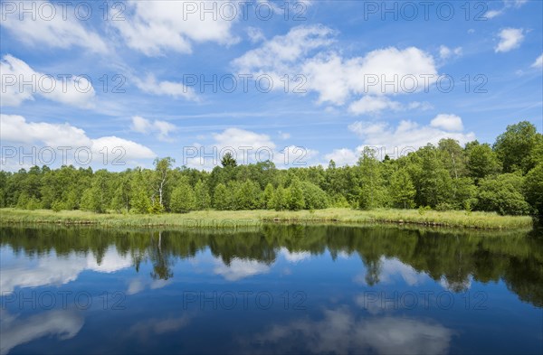 Swamp lake