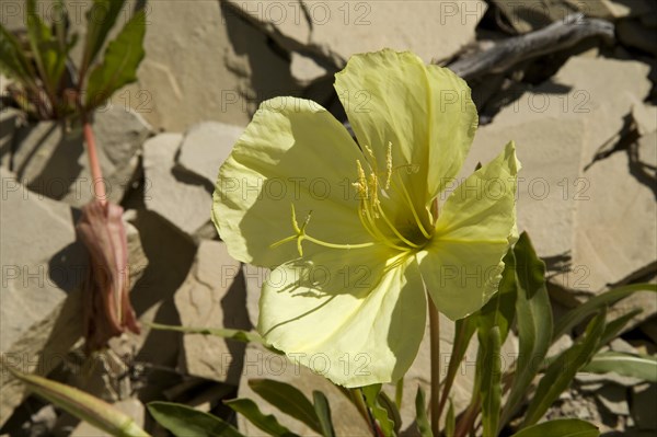 Evening primrose (Oenothera howardii)