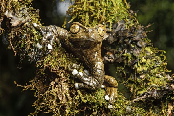 Endemic neotropical frog Tapichalaca Torrenteer (Hyloscirtus Tapichalaca)