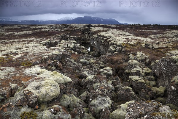 moss-covered lava rock at Thingvellir