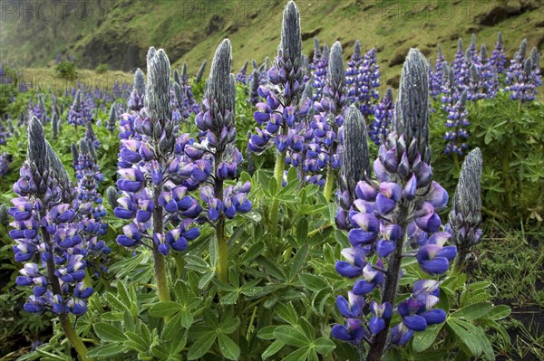 Nootka lupine (Lupinus nootkatensis) in Vik