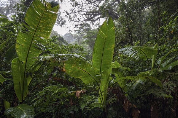 Dense vegetation in cloud forest