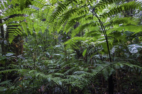 Ferns