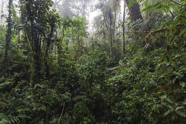 Dense vegetation in cloud forest