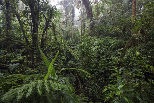 Dense vegetation in cloud forest
