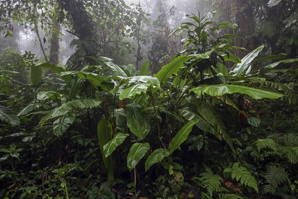 Dense vegetation in cloud forest