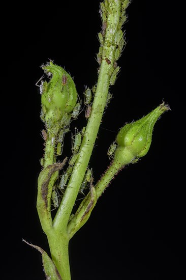 Rose bud with Aphids (Aphidoidea)