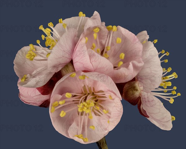 Branch with Apricot blossoms (Prunus armeniaca)