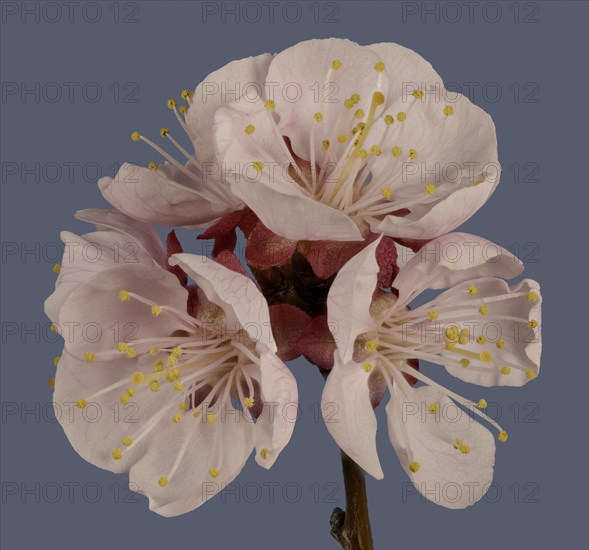 Branch with Apricot blossoms (Prunus armeniaca)