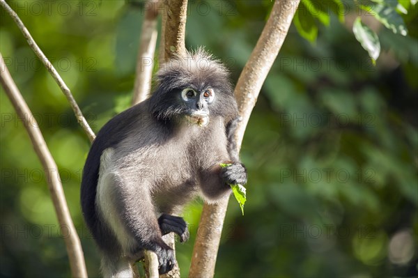 Dusky leaf monkey