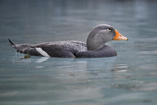 Fuegian steamer duck (Tachyeres pteneres)