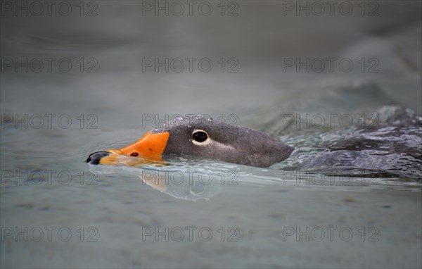 Fuegian steamer duck (Tachyeres pteneres)