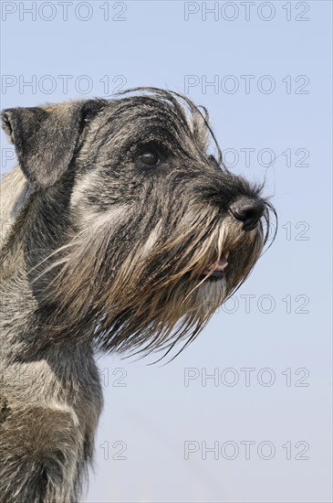 Schnauzer