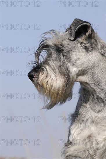 Schnauzer