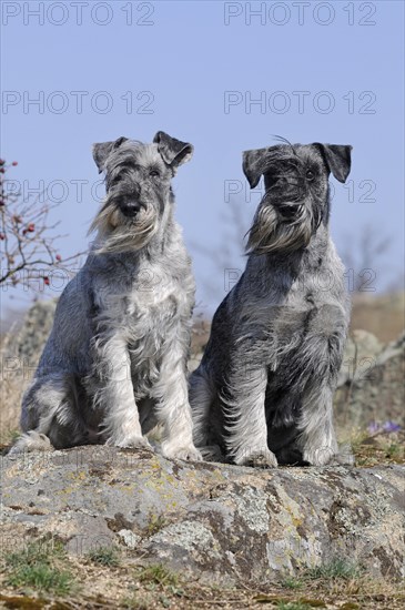 Schnauzer