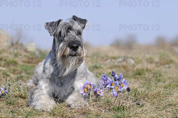 Schnauzer