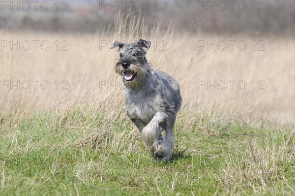 Schnauzer