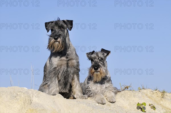 Two Schnauzers