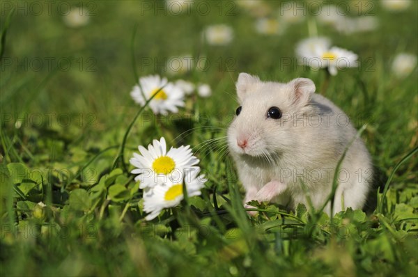 Dsungarian dwarf hamster (Phodopus sungorus)