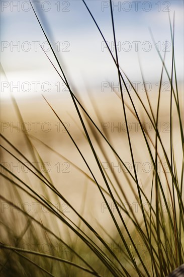 Grasses in the dunes on the beach