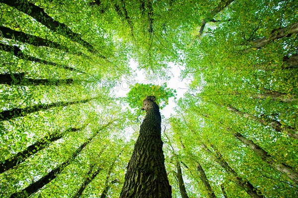 Large Linden trees (Tilia) and Oaks (Quercus) are striving towards the light