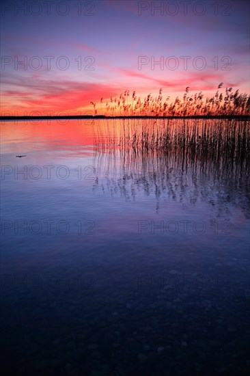 Lake with reed at sunset