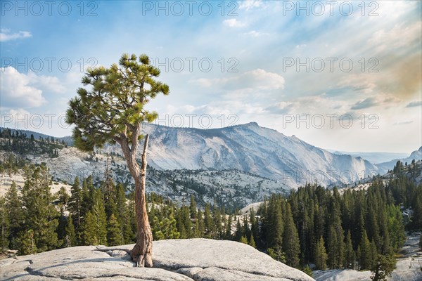 Pine (Pinus sp.) tree on rocky plateau